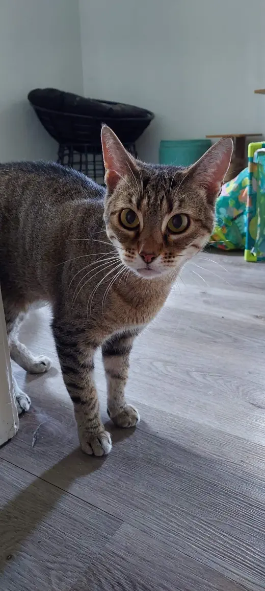 Haya