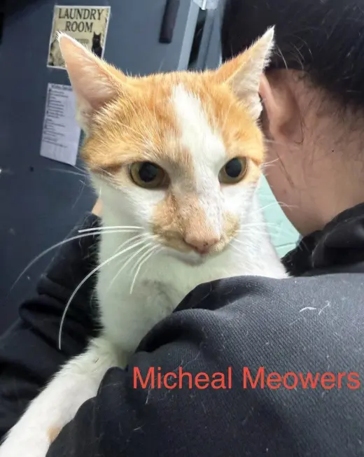 Michael Meowers