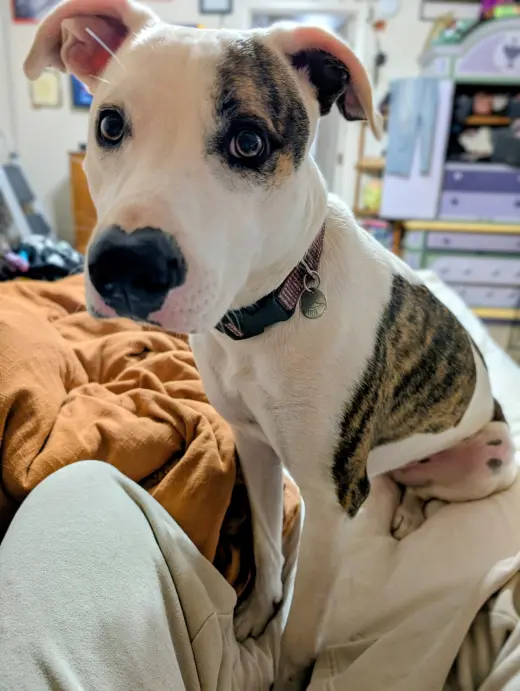 Piper