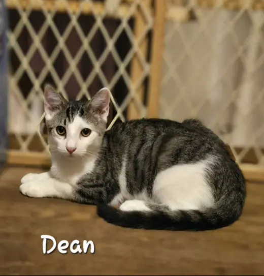 Dean