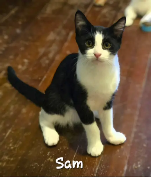 Sam