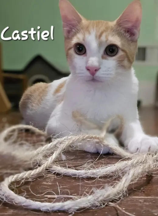 Castiel