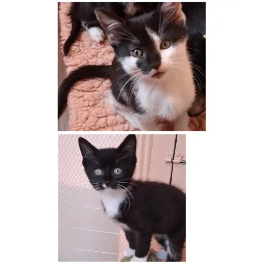 Vesper & Vern