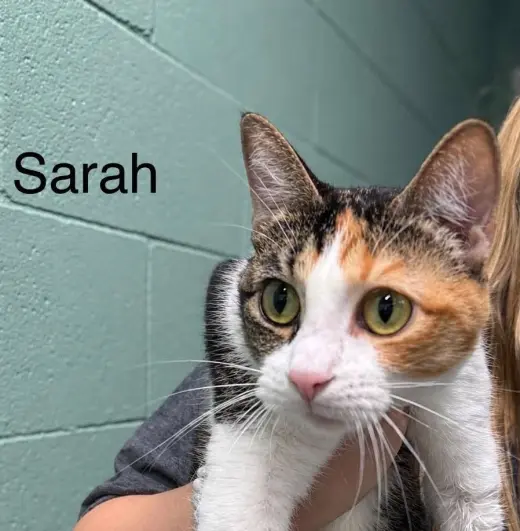sarah