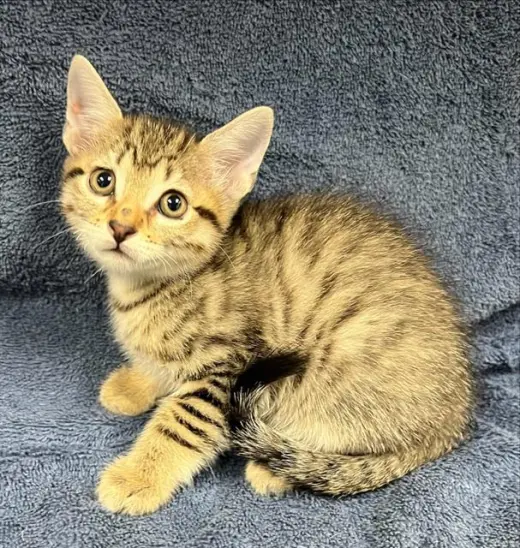 CHAI (RESCUE ONLY)