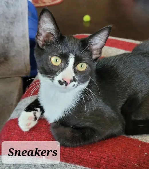 SNEAKERS