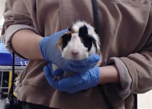 OBI
