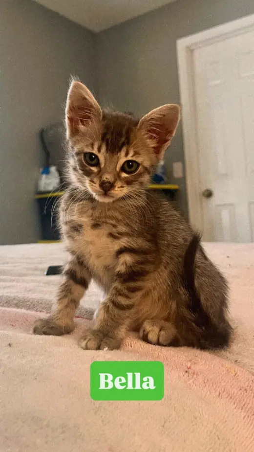 Bella - **Pending Adoption**