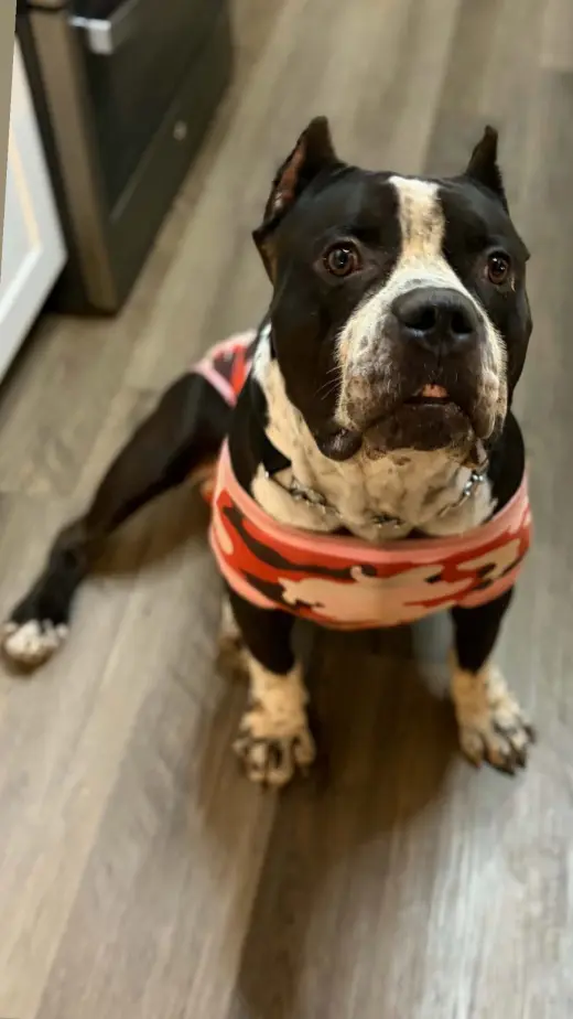 Brutus