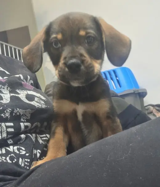 Darla