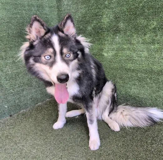 CHULO