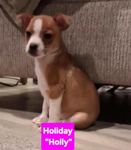 Hotel : Holiday