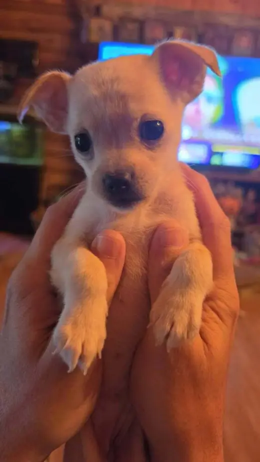 Country Cuties : Dolly