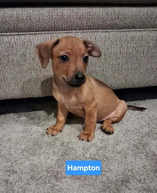 Hotel : Hampton