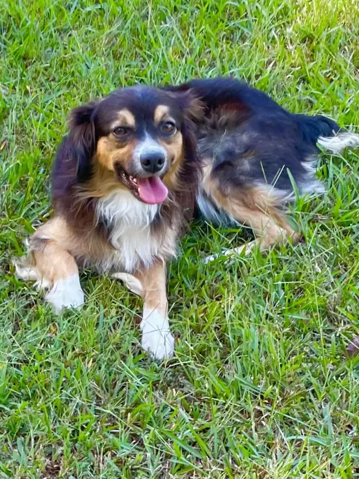 Beau