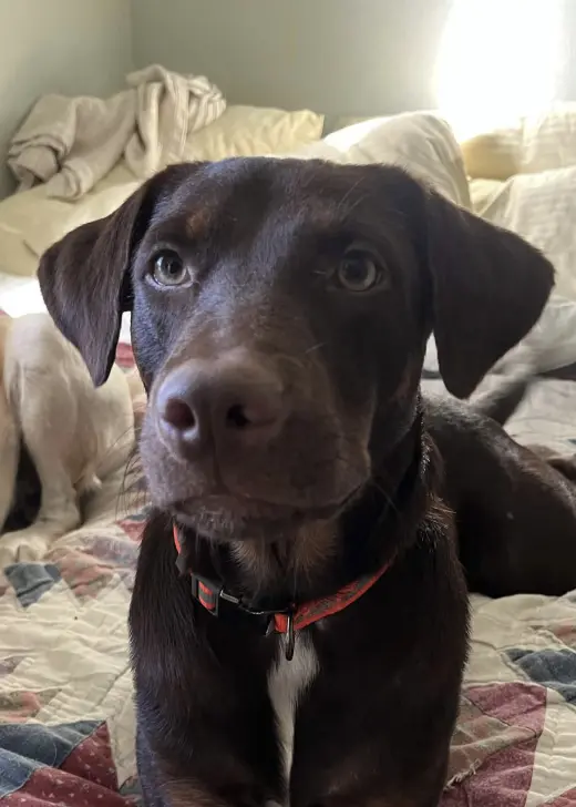 Enzo