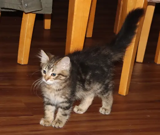 Superfluff