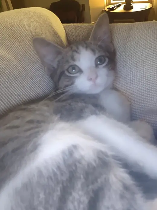 D'Angelo