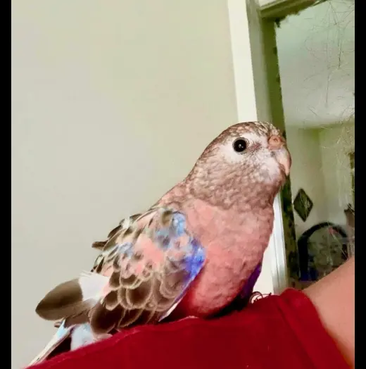 Fiona