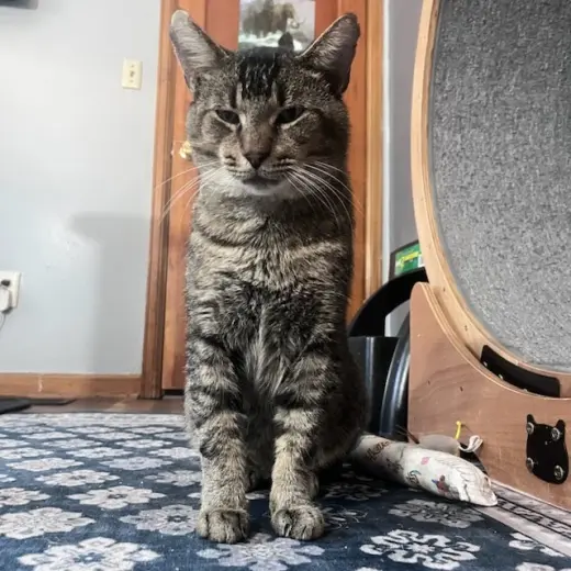 Rex