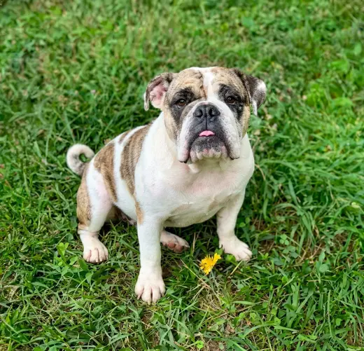 Petunia