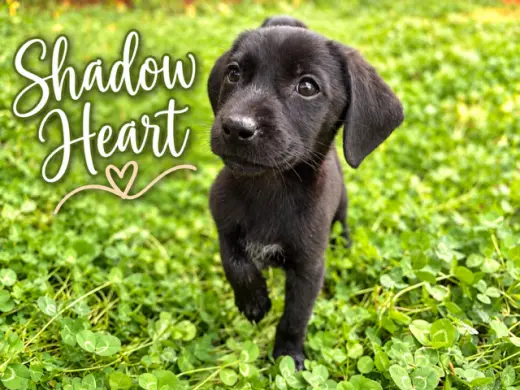 Shadow Heart