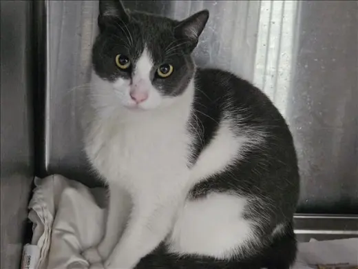 LUCI