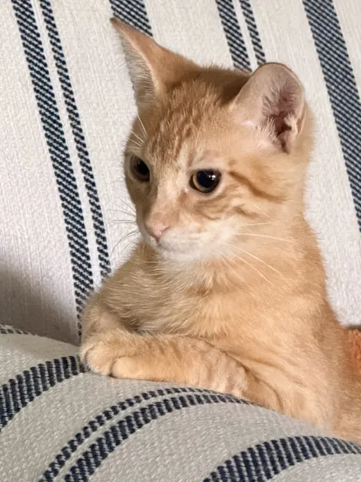Chito