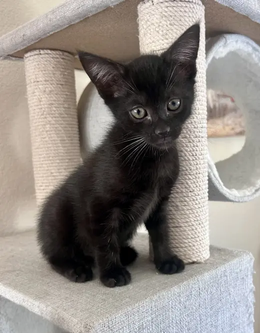 Ebony