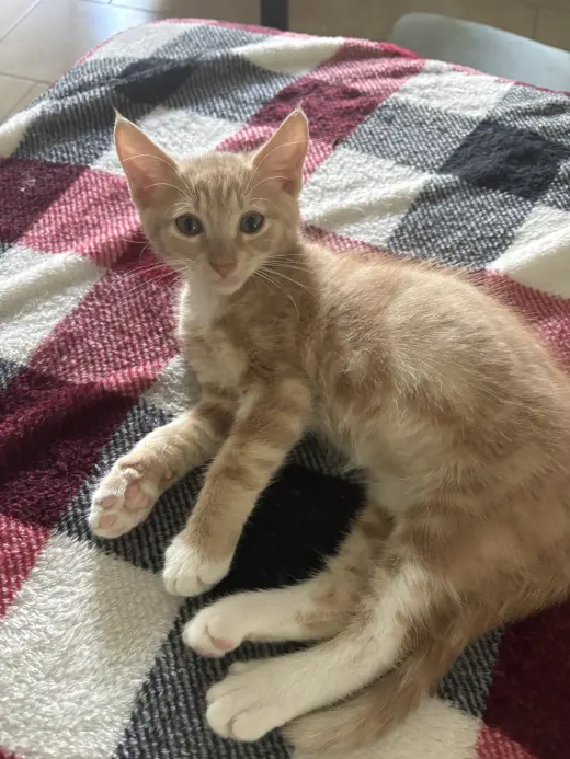 Fabio