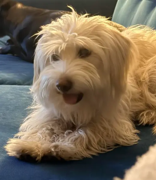 Dolly