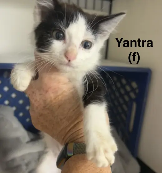 Yantra