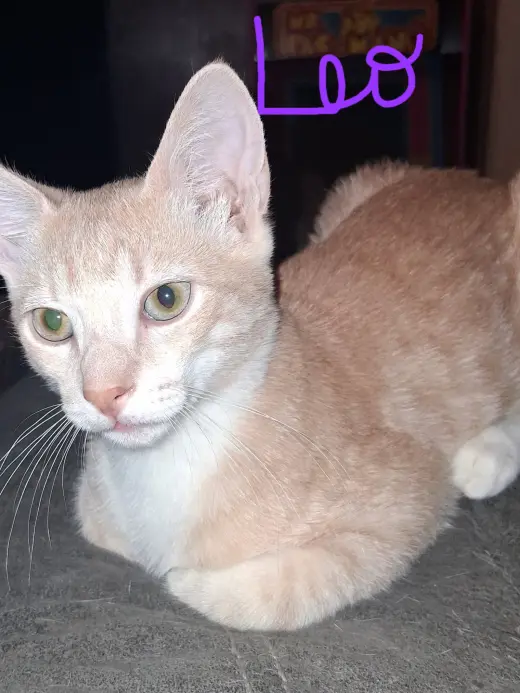 Leo