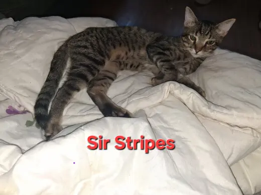 Sir Stripes