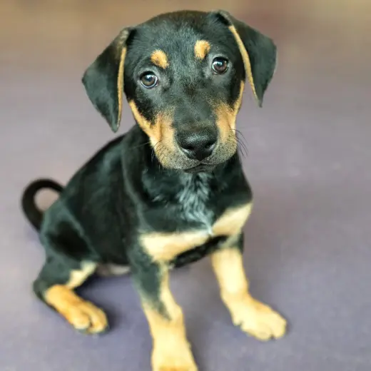 Mustard the Puppy!
