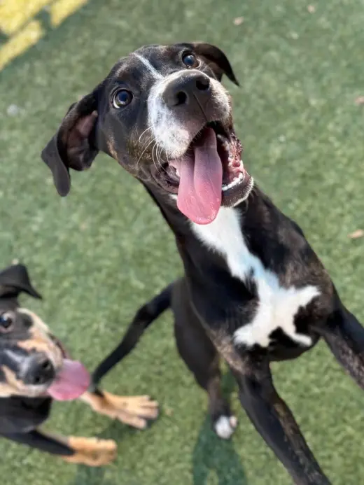 PIPER