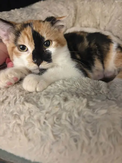 Elsie