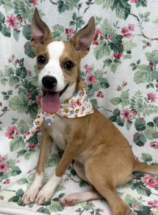 261630 Daisy