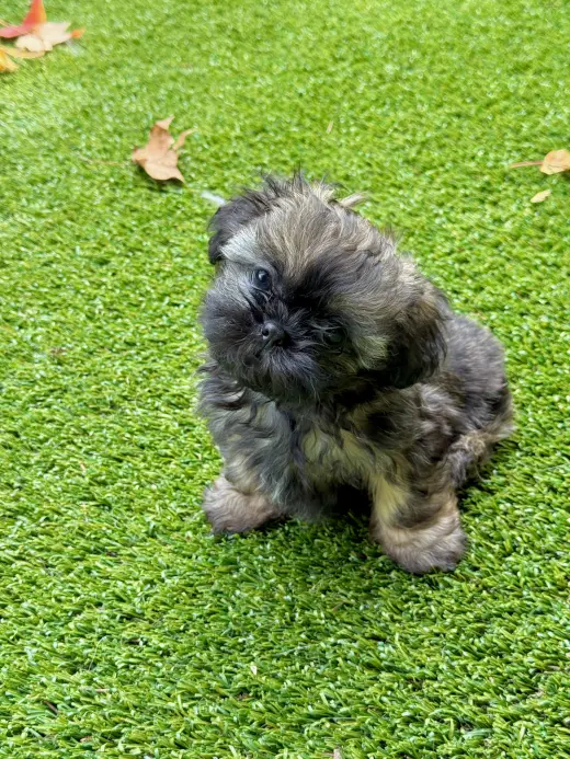 Itsy
