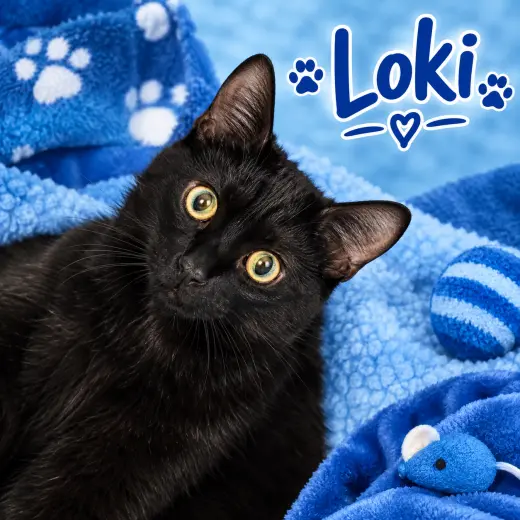 Loki