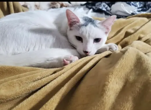 Bowie/Spike