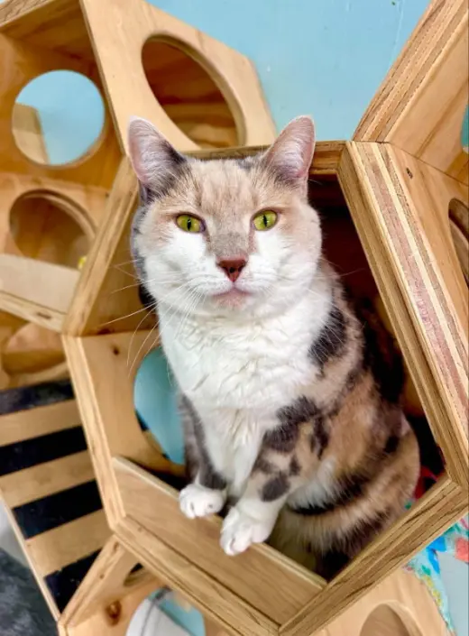 Kit Kat