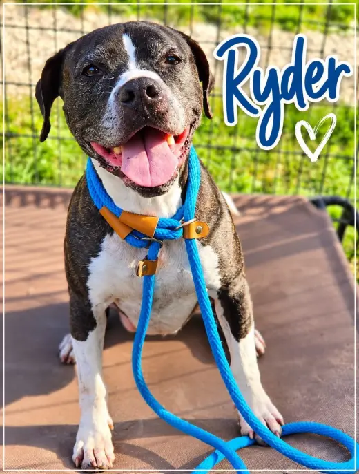 Ryder