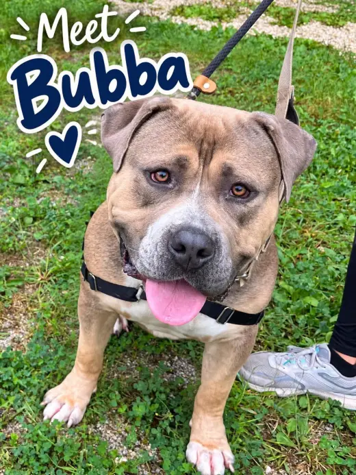 Bubba