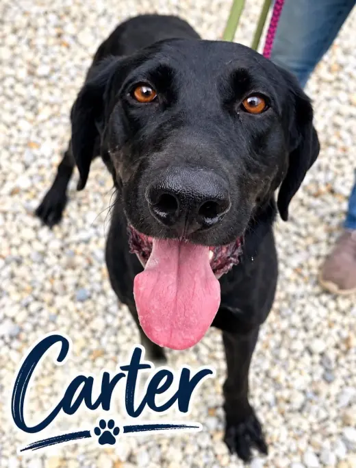 Carter