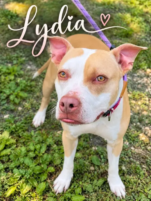 Lydia