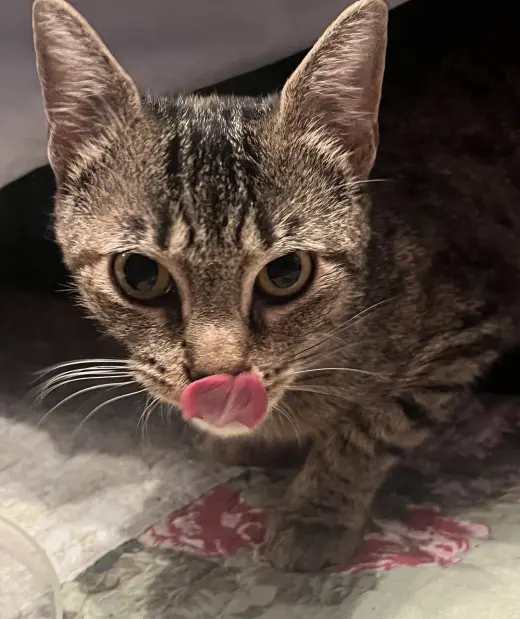 Mimi