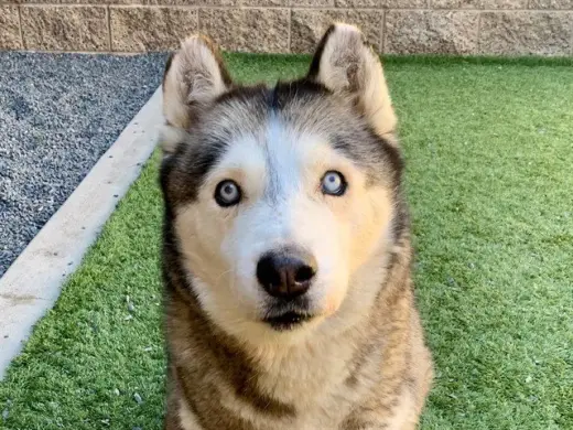 KIARA
