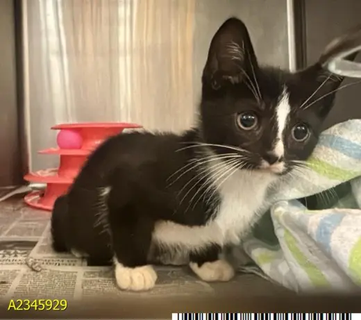 OREO