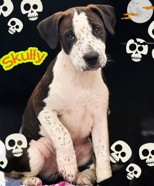 Skully